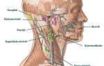 Где находятся лимфоузлы на шее фото