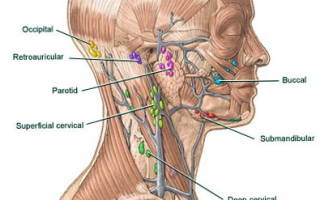 Где находятся лимфоузлы на шее фото