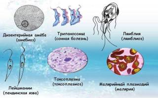 Гельминты паразиты человека таблица