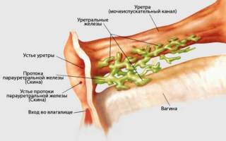 Железы уретры у женщин