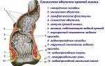 После туалета по большому болит попа