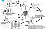 Энтеробиоз препараты для лечения