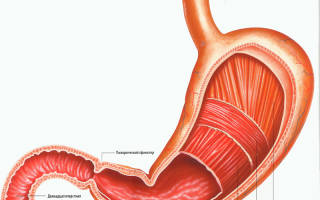 Желудок симптомы заболевания лечение