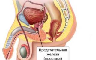 Простата что это такое фото