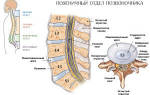 Межпозвоночная грыжа поясничного отдела симптомы и лечение